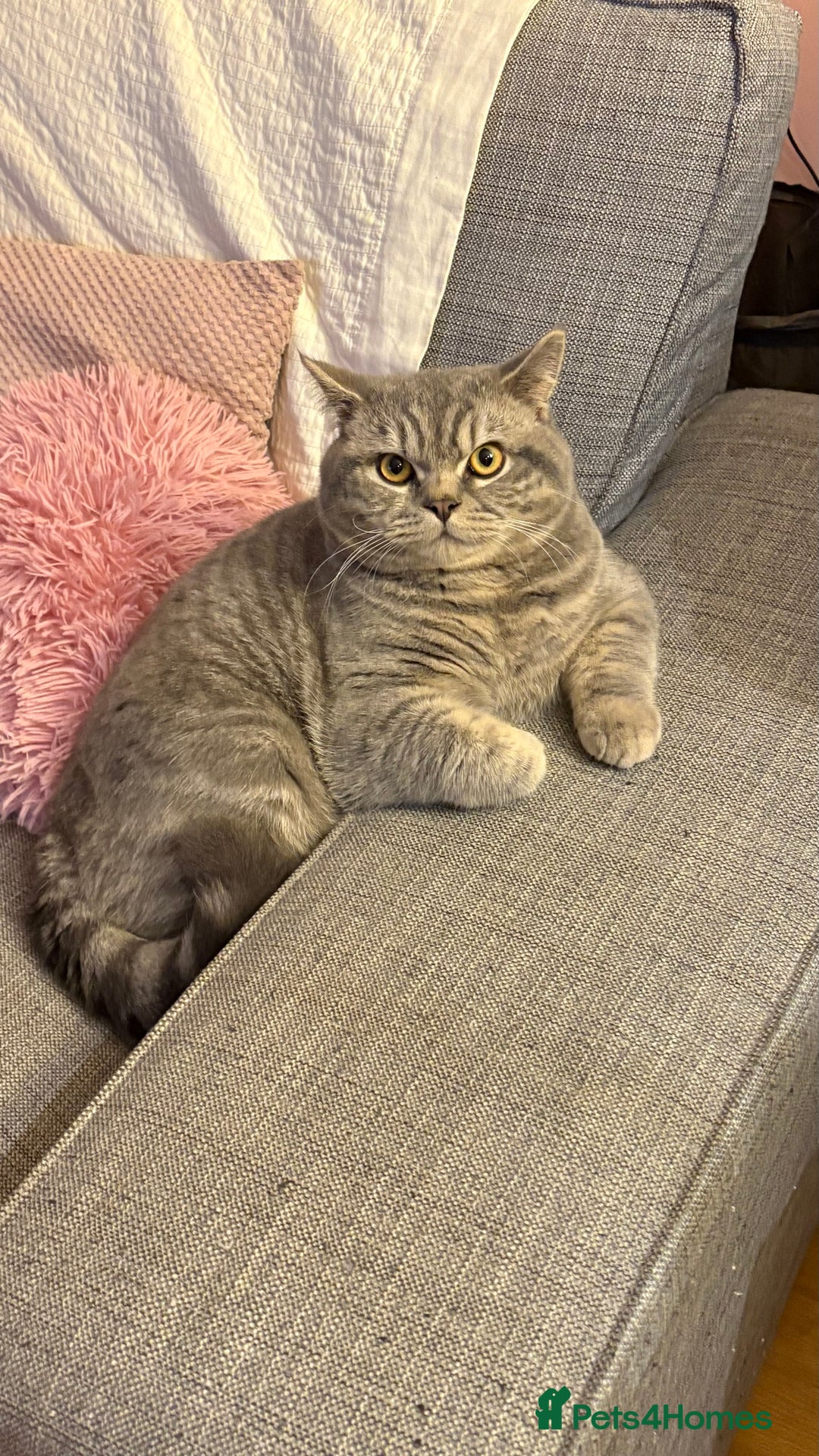 British Shorthair cats for sale: Male BSH 1 Year Old  - Advert 9