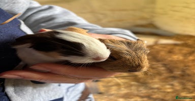 Guinea Pig rodents - Advert 2