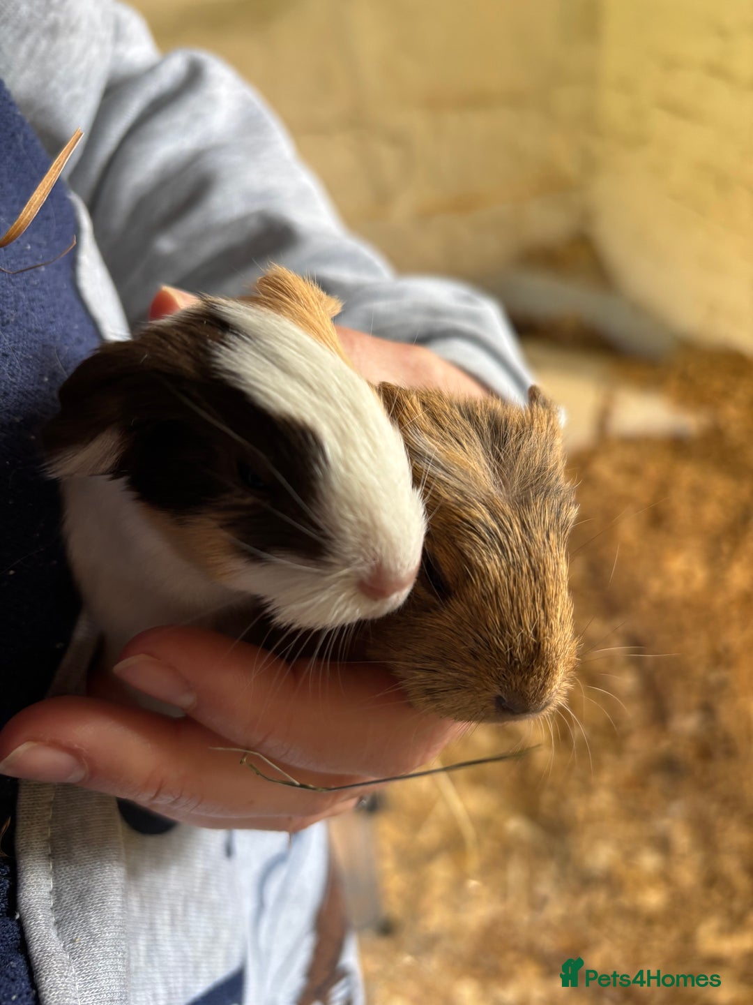 Guinea Pig rodents for sale: Baby Boy Guinea Pigs - Image 3