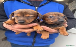 Mixed Breed dogs for sale: Minature Dacshund cross jack Russell  - Image 17