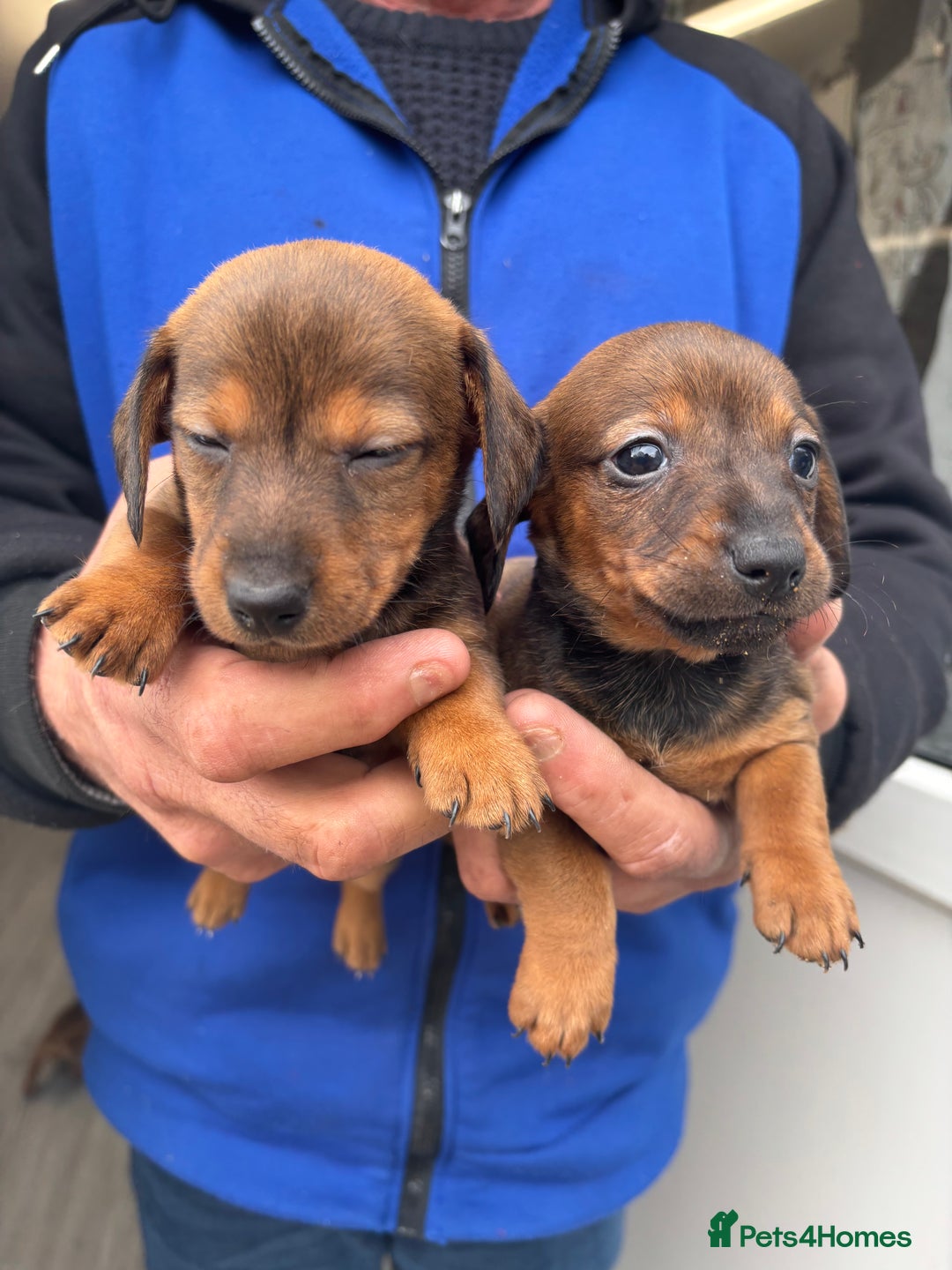 Mixed Breed dogs for sale: Minature Dacshund cross jack Russell  - Image 17