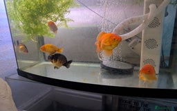 Fancy Goldfish fish for sale: 5 ranchu 1 fantail goldfish  - Image 4