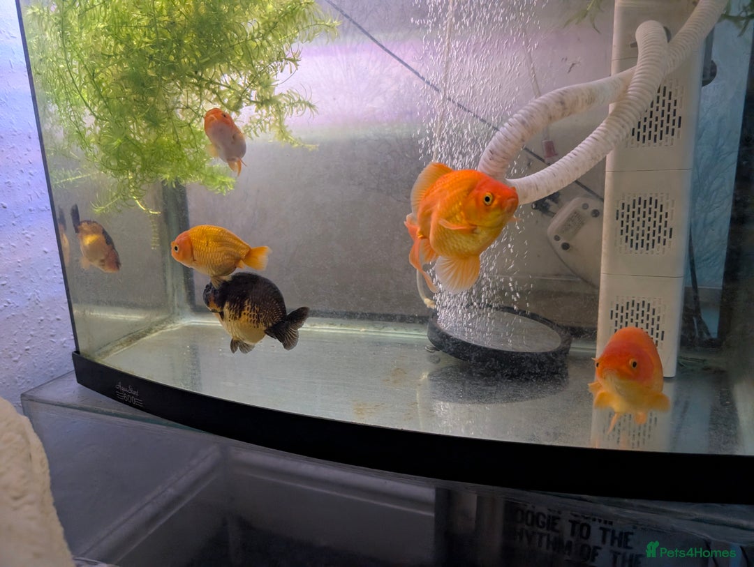 Fancy Goldfish fish for sale: 5 ranchu 1 fantail goldfish  - Image 4