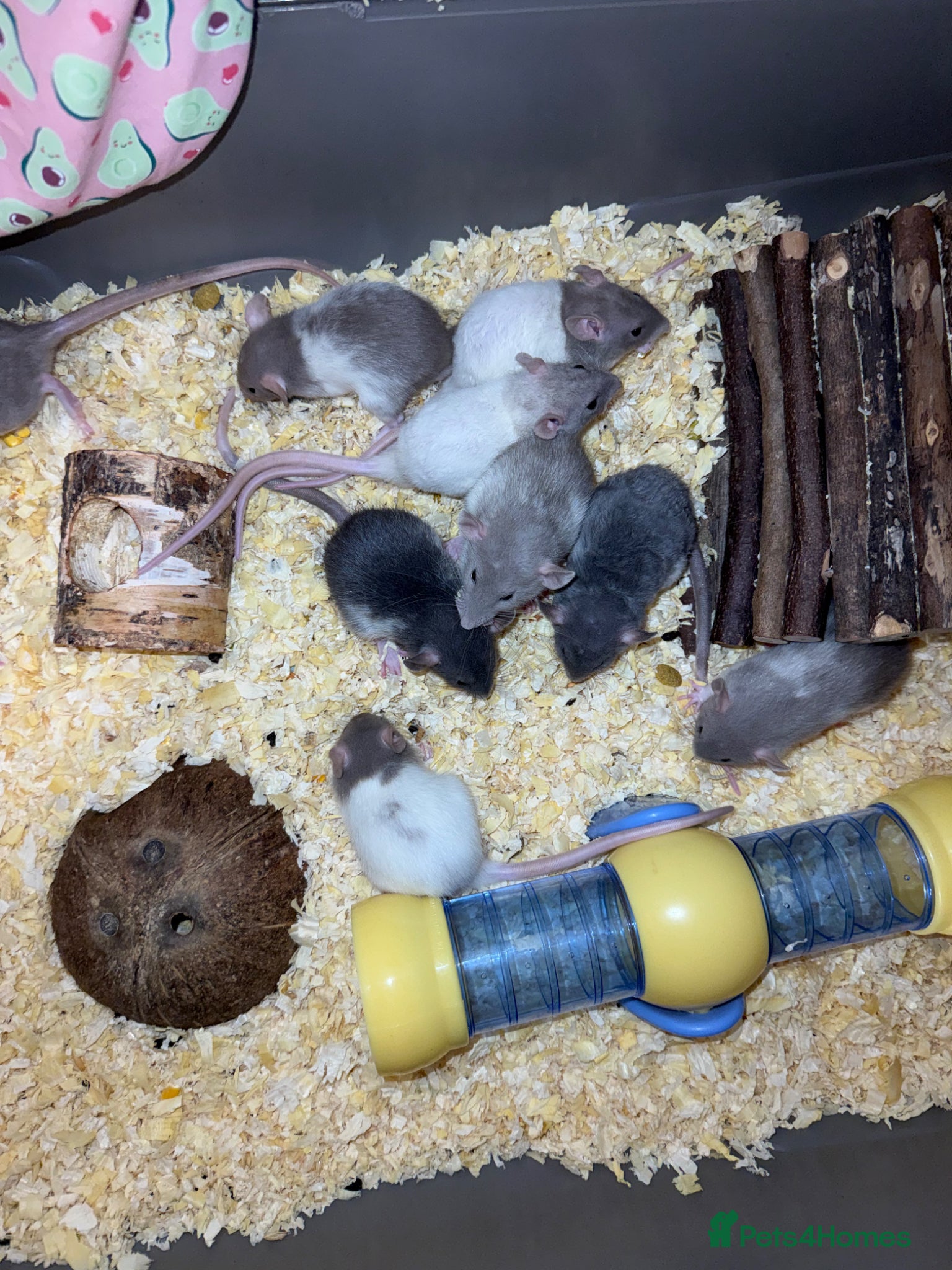 Rat rodents for sale: Baby rats  - Advert 3