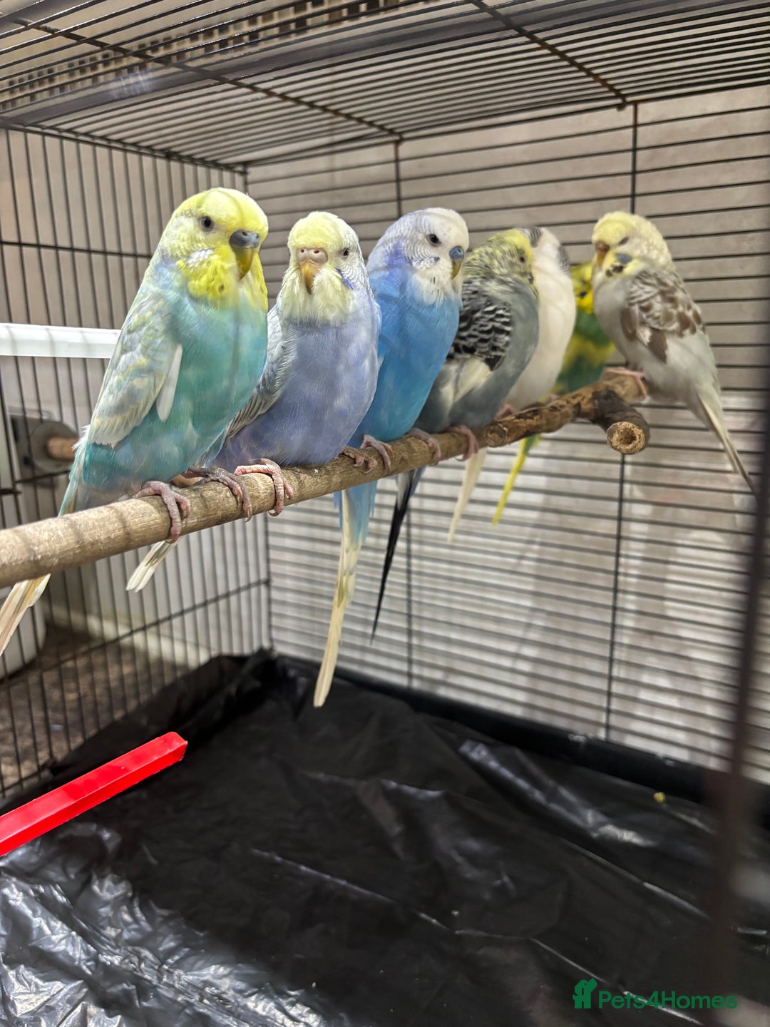 Budgerigars birds for sale: 7 beautiful coloured budgies with cage - Advert 7