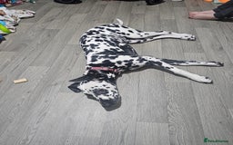 Dalmatian dogs for sale: Beautiful female dalmatian  - Image 5