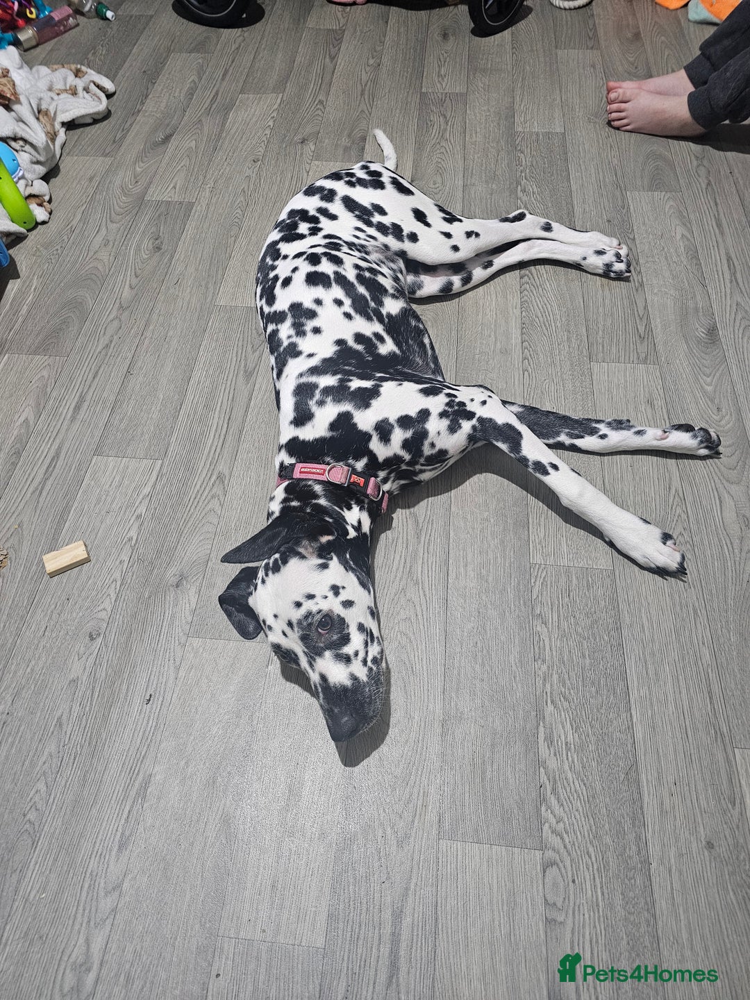 Dalmatian dogs for sale: Beautiful female dalmatian  - Image 5