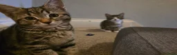 Mixed Breed cats for sale: 5 playful kittens for sale - Advert 14