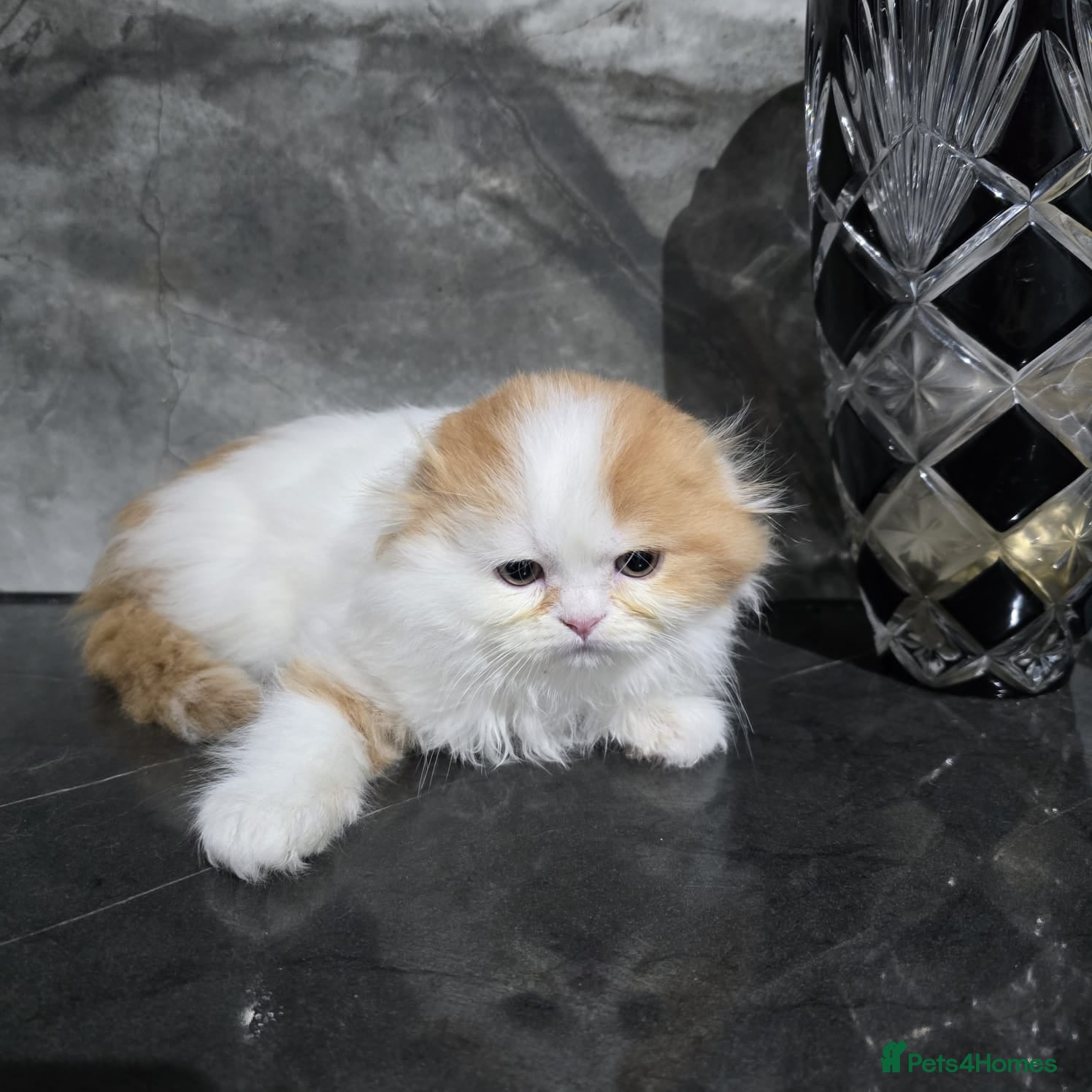 Scottish Fold cats One wee Wonder seeking mum or dad - Advert 1