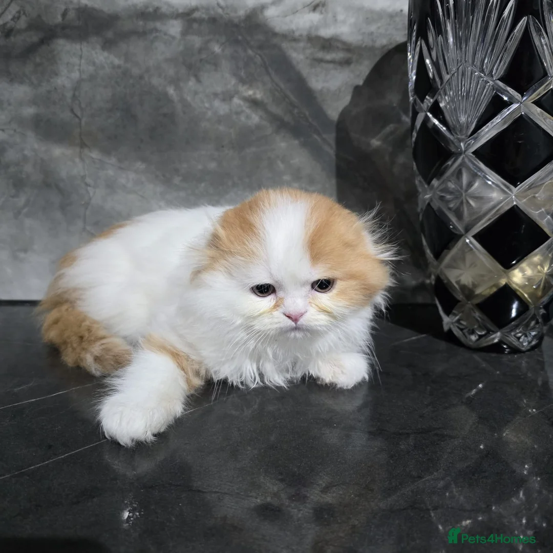 Scottish Fold cats for sale: One wee Wonder seeking mum or dad - Advert 1