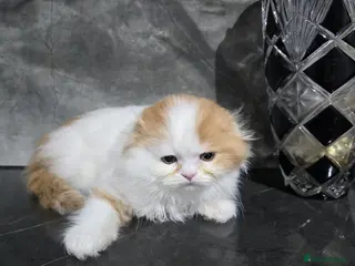 Scottish Fold cats One wee Wonder seeking mum or dad - Advert 6