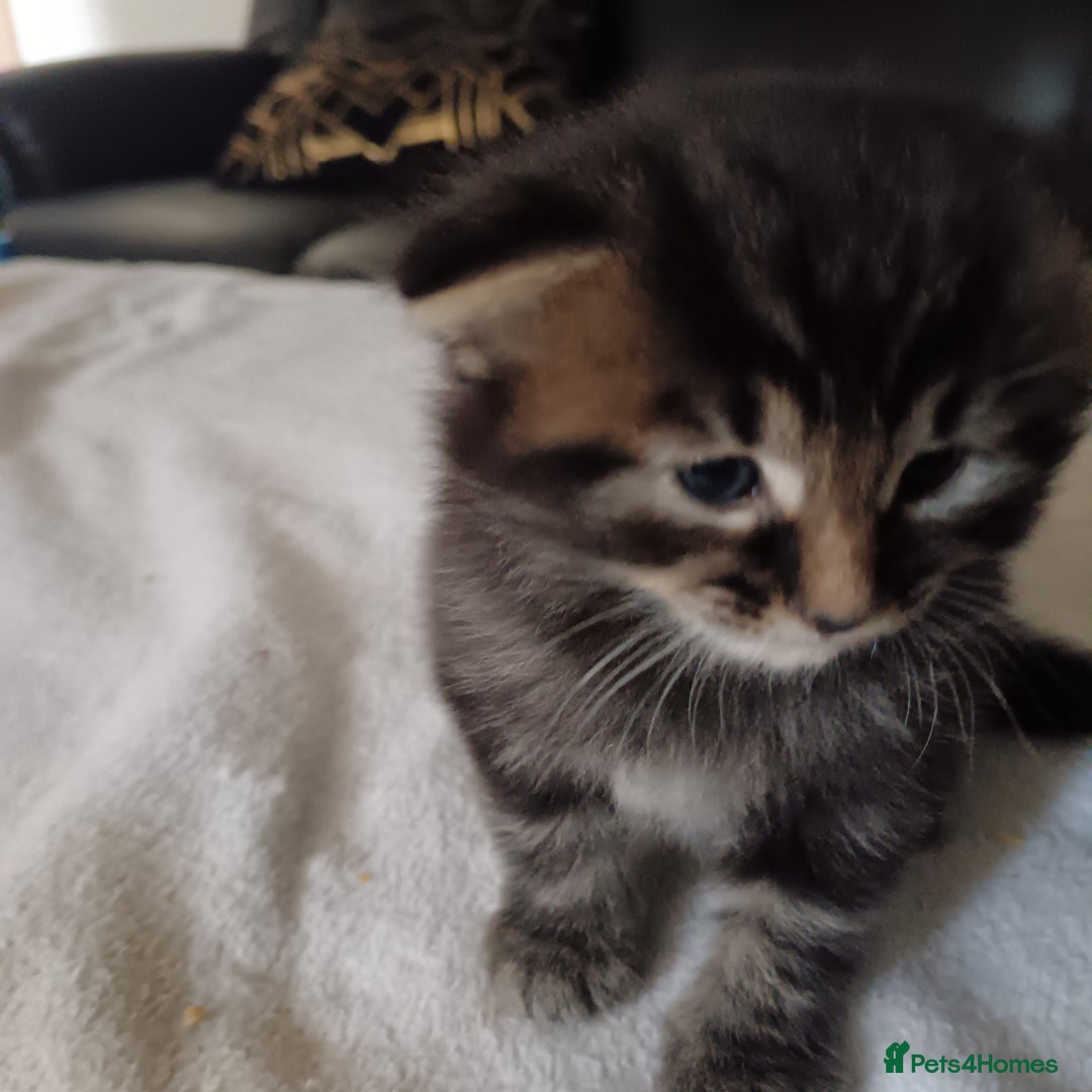 British Shorthair cats for sale:  Cute kittens for sale for £100 - Image 3