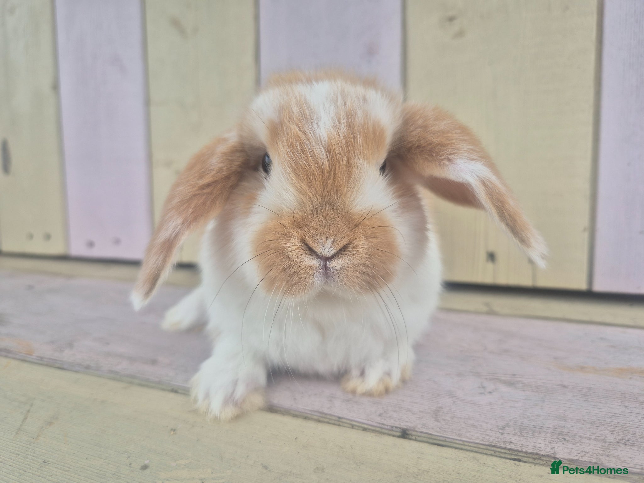 Mini Lop rabbits 🩷READY NOW- MINI LOP BABIES AVAILABLE 💙 - Advert 1