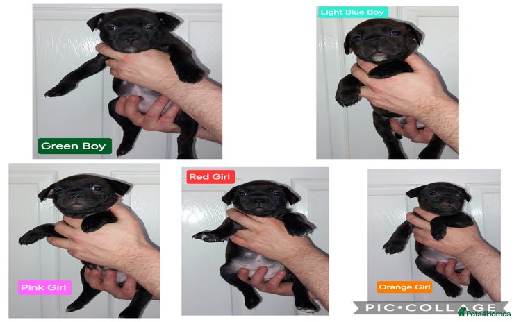 Staffordshire Bull Terrier dogs Chunky KC registered SBT'S - Advert 15