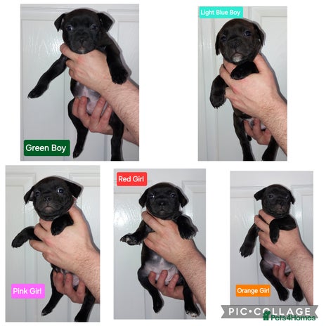 Staffordshire Bull Terrier dogs Chunky KC registered SBT'S - Advert 15