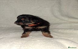 Mixed Breed dogs for sale: Yorkshire Terrier x Pomeranian Puppys - Advert 6