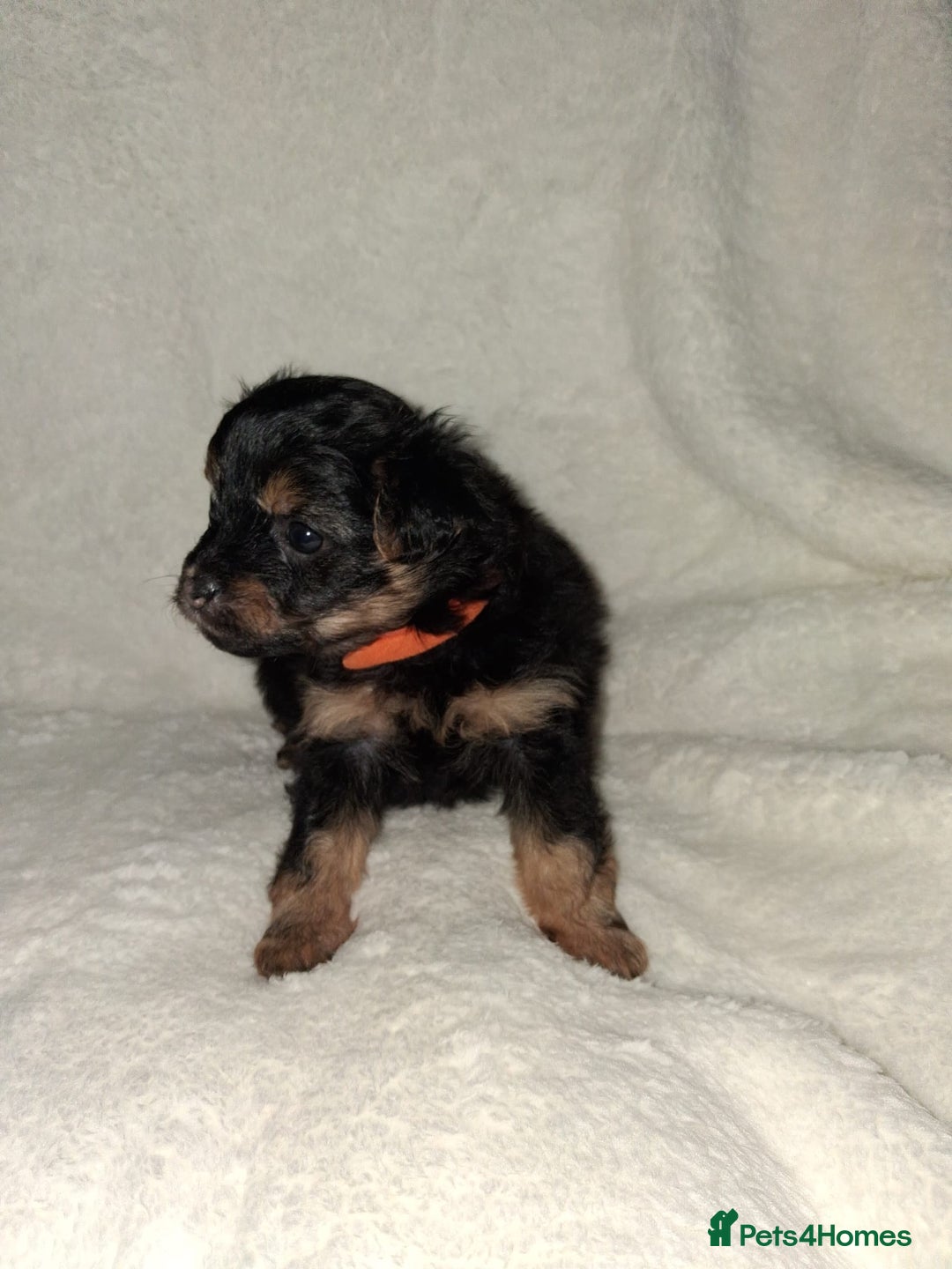 Mixed Breed dogs for sale: Yorkshire Terrier x Pomeranian Puppys - Advert 6
