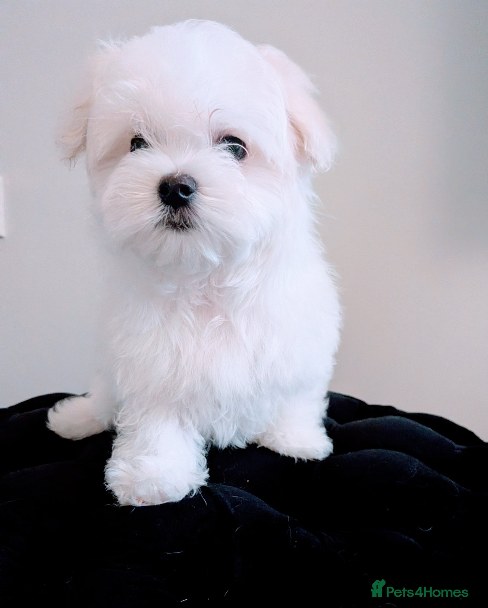 Maltese dogs Last Maltese Boy Available 🐾 KC Registered - Advert 2
