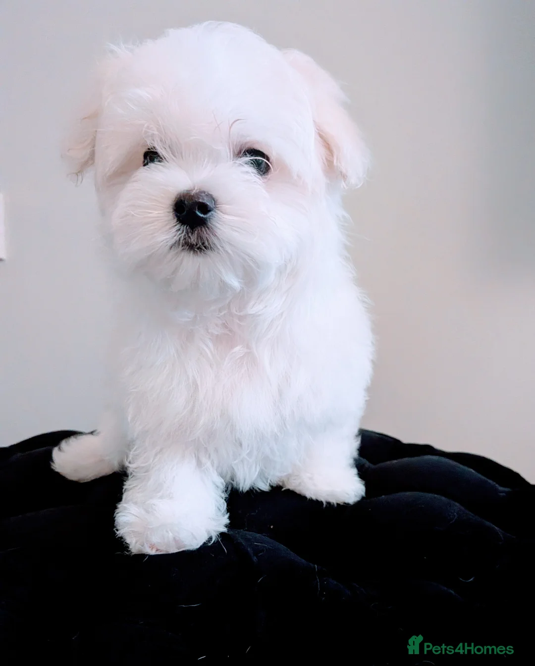 Maltese dogs for sale: Last Maltese Boy Available 🐾 KC Registered - Advert 2