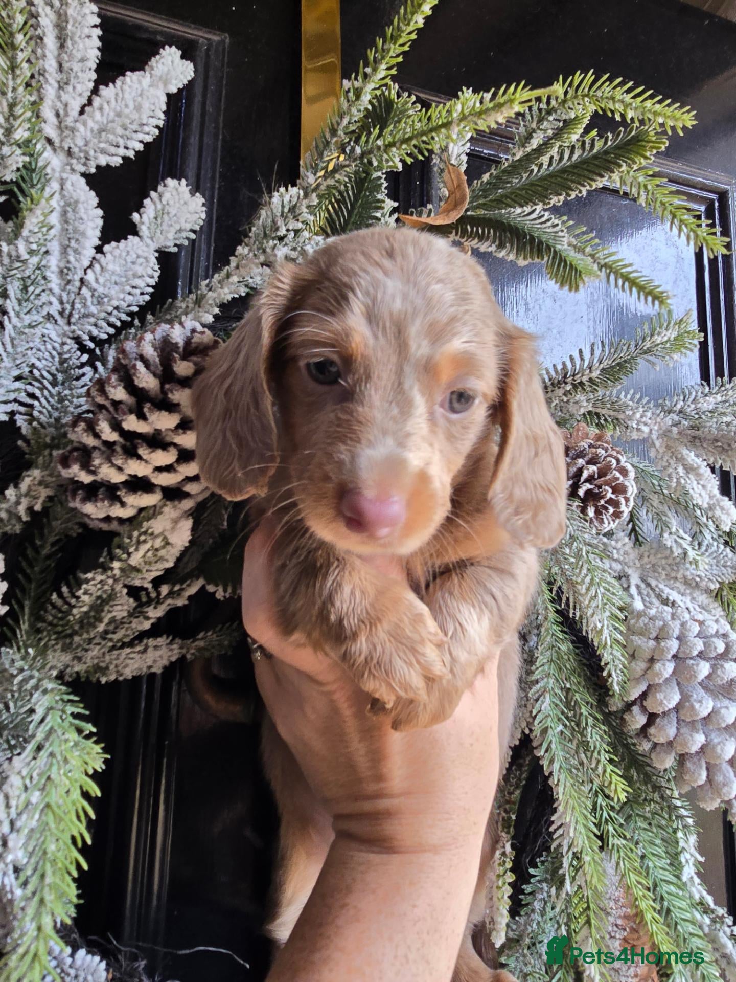 Miniature Dachshund dogs Adorable minature Dashounds - Advert 2