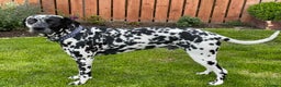 Dalmatian dogs for stud: Proven Dalmatian in Northern Ireland in Castlewellan - Advert 2