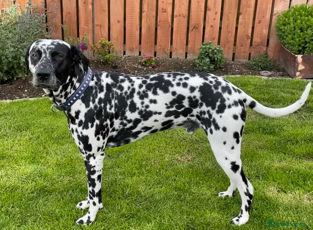 Dalmatian dogs for stud: Proven Dalmatian in Northern Ireland in Castlewellan - Advert 2