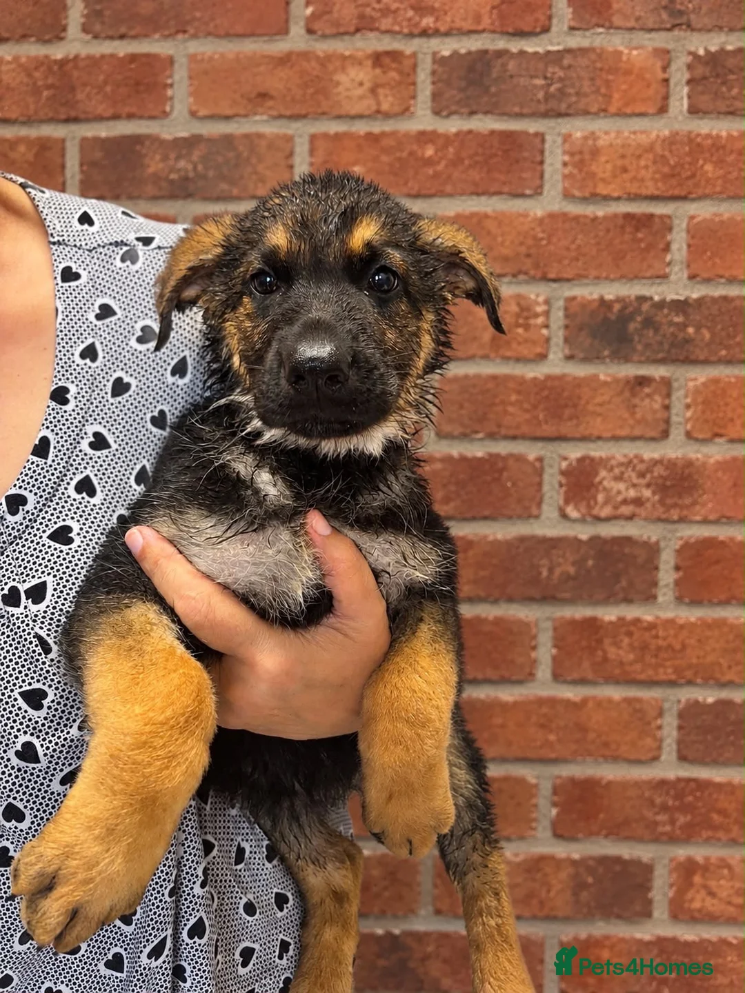 German Shepherd dogs for sale: Stunning Pedigree German Shepherd Puppies!  - Advert 2