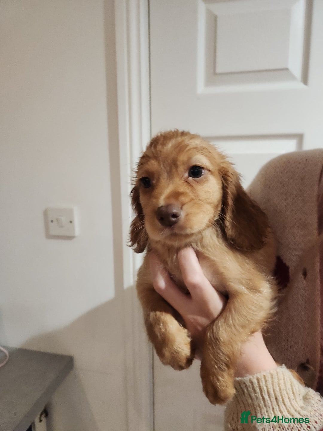 Cocker Spaniel dogs for sale: 3 kc reg working cocker spaniels avaliable  - Image 26