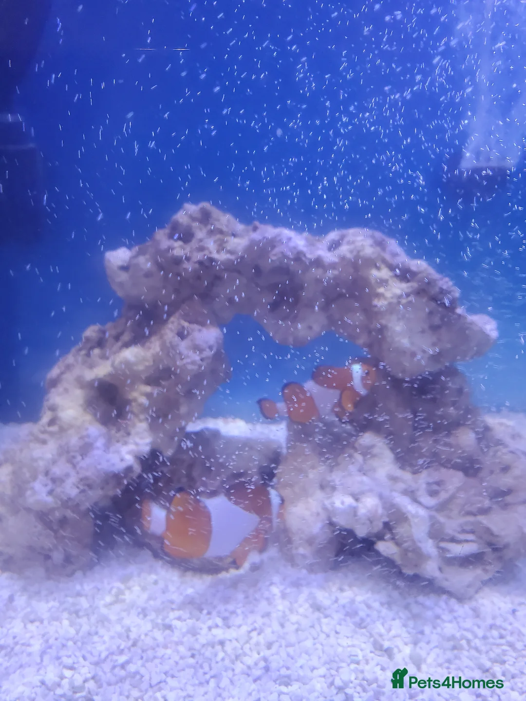 Live Bearers fish for sale: Pair of breeding Clown fish - Advert 2