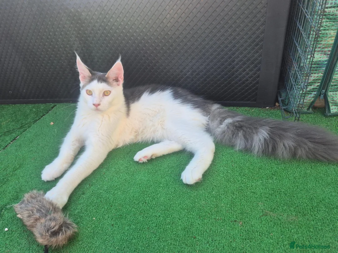 Maine Coon cats for sale: Lior-TICA Registered Maine Coon, 9Months-Rehoming - Advert 11