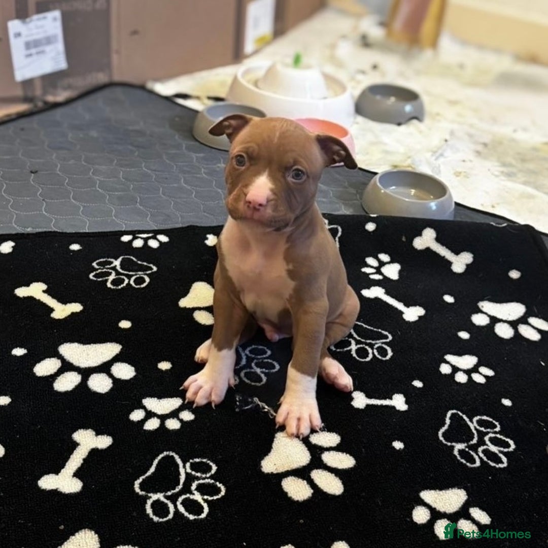 American Bully dogs for sale:  Bully x Staffie pups (2 Boys left) - Advert 5