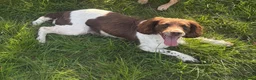 English Springer Spaniel dogs for sale: KC Reg Male Springer Spaniel pups  - Advert 2