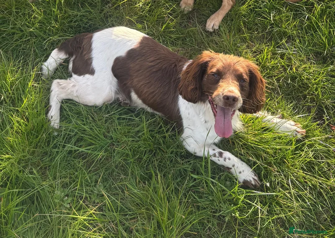 English Springer Spaniel dogs for sale: KC Reg Male Springer Spaniel pups  - Advert 2