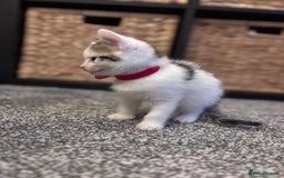 Mixed Breed cats for sale: Kittens Tabby & White with Tabby - Image 4