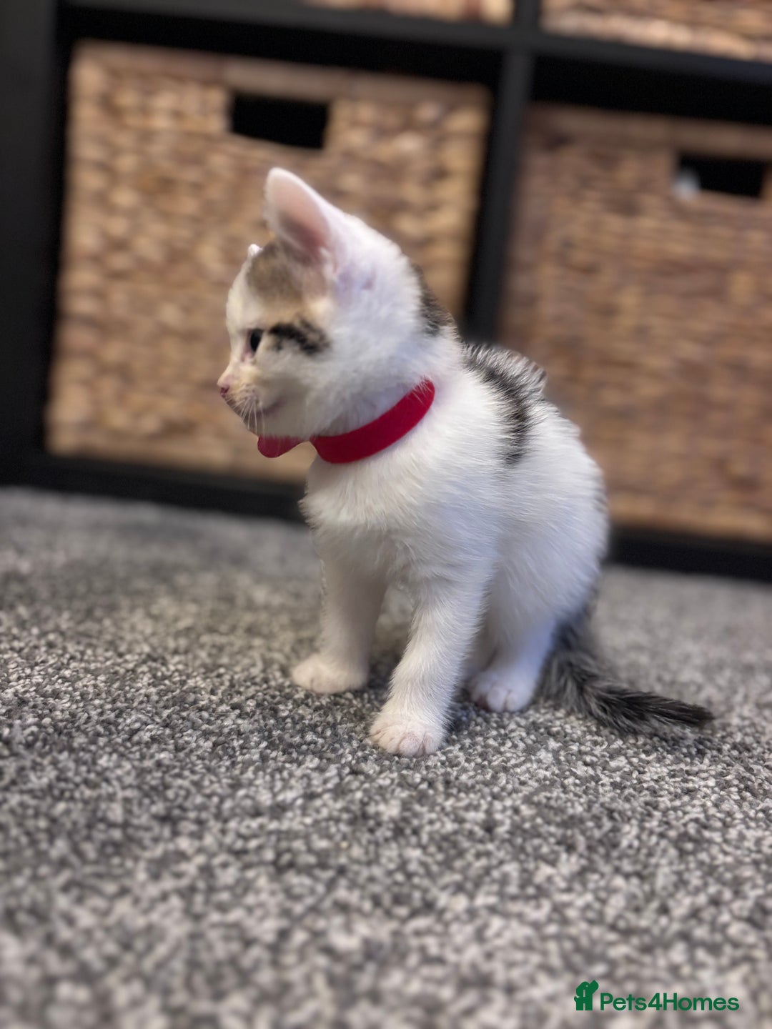 Mixed Breed cats for sale: Kittens Tabby & White with Tabby - Image 4