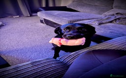 Mixed Breed dogs for sale: Black Lab/Staffy - Image 9
