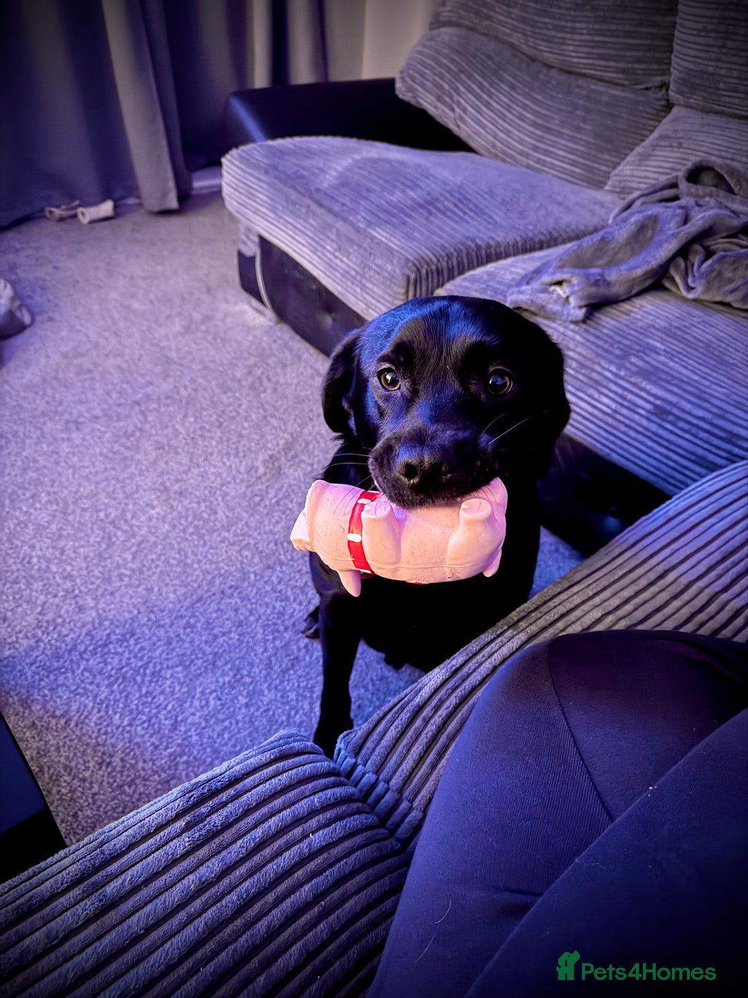Mixed Breed dogs for sale: Black Lab/Staffy - Image 9