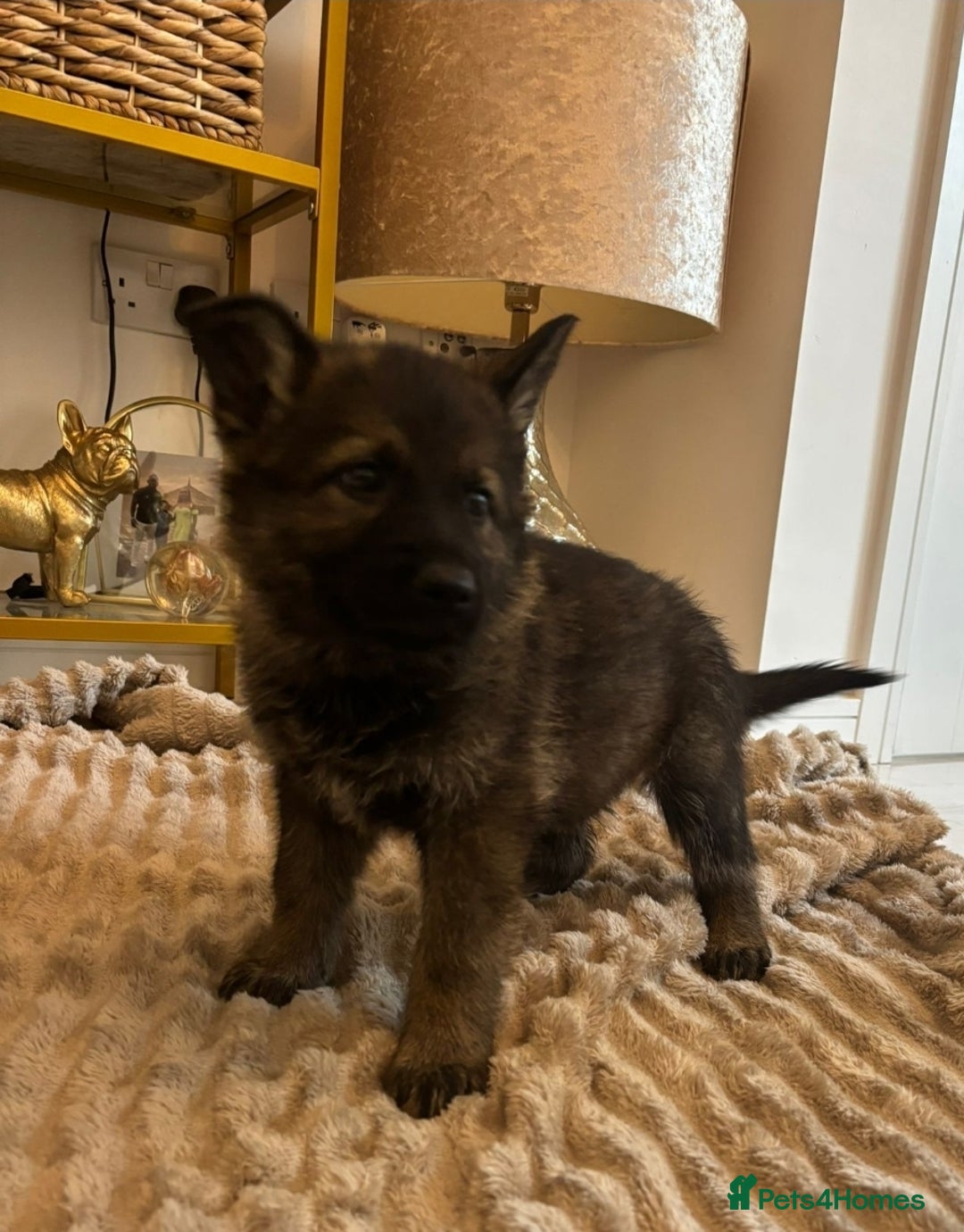 German Shepherd dogs for sale: German Shepherd Puppies – Working Line - Image 33