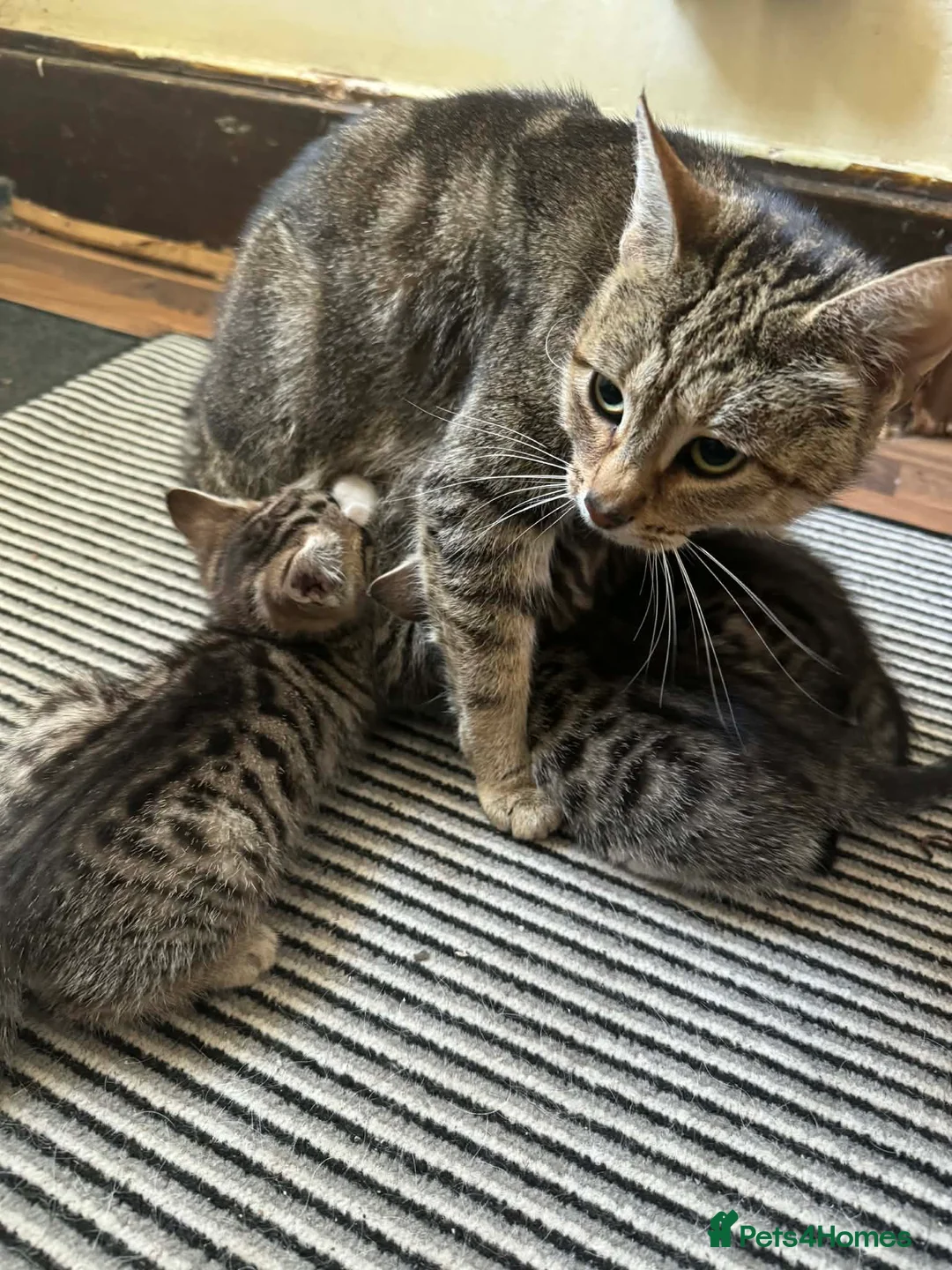 Mixed Breed cats for sale: Adorable Tabby Kittens Ready for New Homes - Advert 10