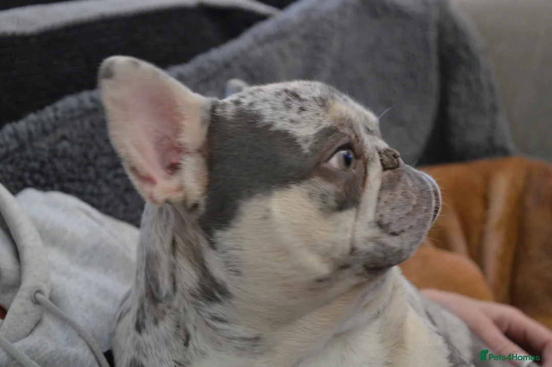 French Bulldog dogs for stud: Lilac merle French bulldog for stud  in Stevenage - Advert 7