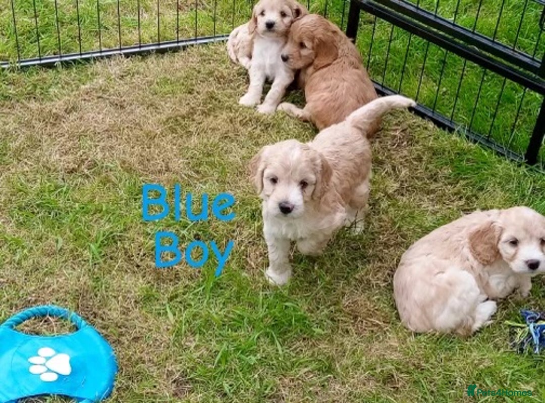 Cockapoo dogs for sale: ⭐️VERY RARE TOY Cockapoo Puppies⭐️🐶 - Image 35