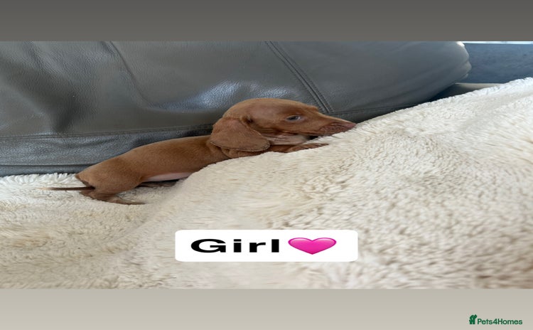 Miniature Dachshund dogs - Advert 1