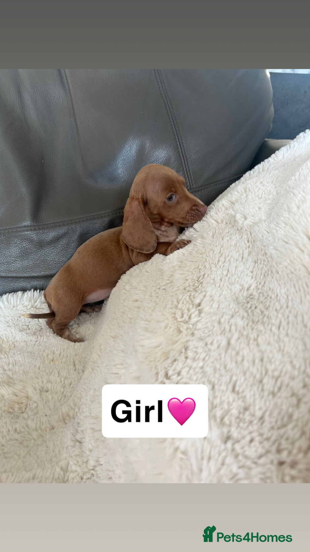 Miniature Dachshund dogs for sale: Miniature dachshund - Image 1