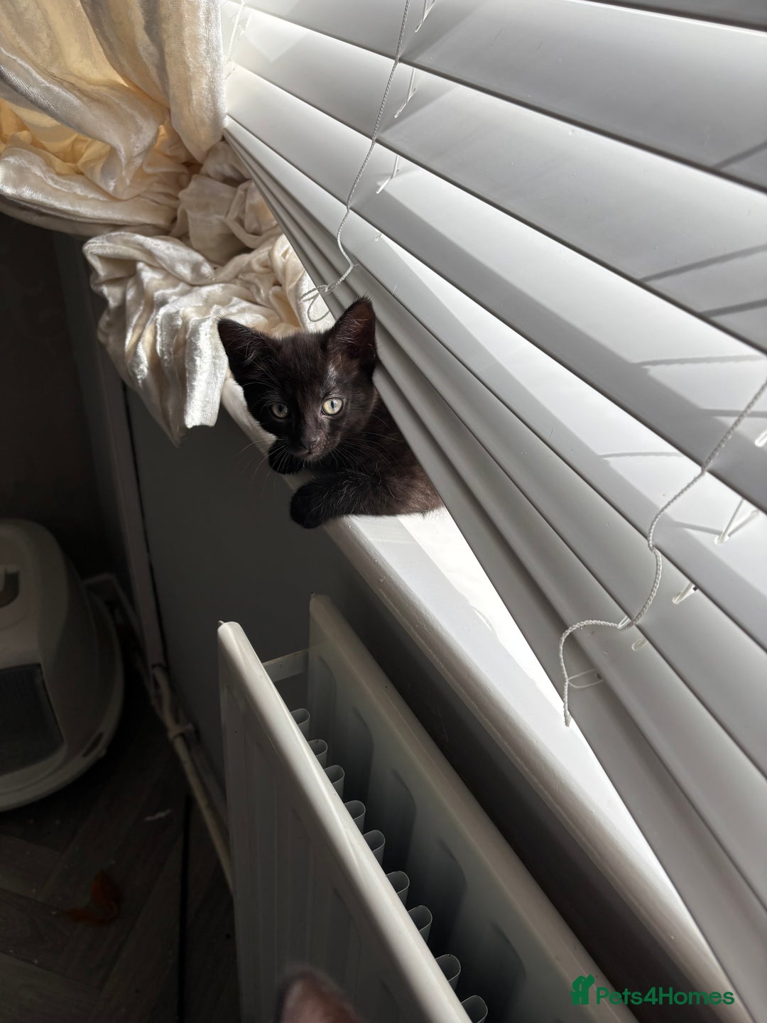Mixed Breed cats for sale: Kittens  - Image 12