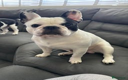 French Bulldog dogs for sale: Beautiful pied French bulldog puppies 🐾  - Image 6