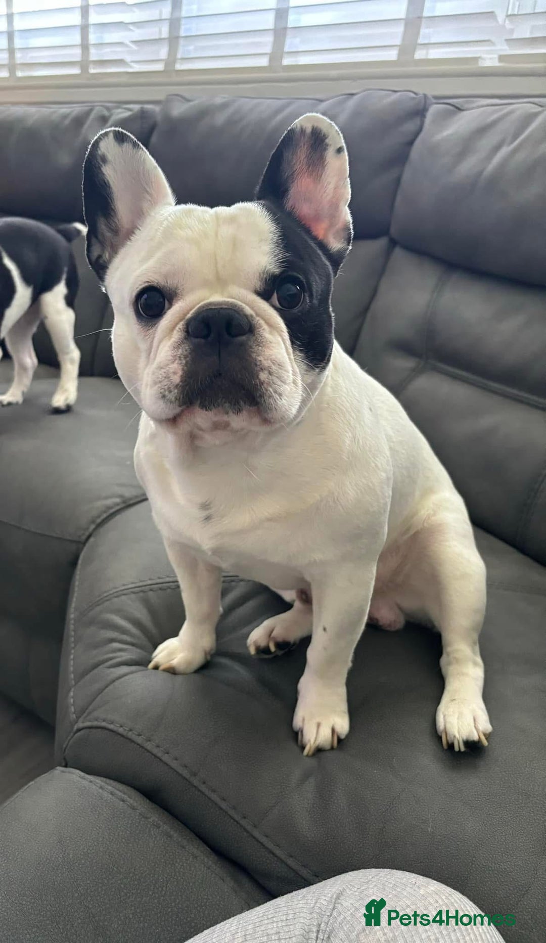 French Bulldog dogs for sale: Beautiful pied French bulldog puppies 🐾  - Image 6