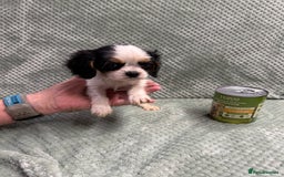 Cavalier King Charles Spaniel dogs for sale: Cavalier King Charles pups  - Image 8