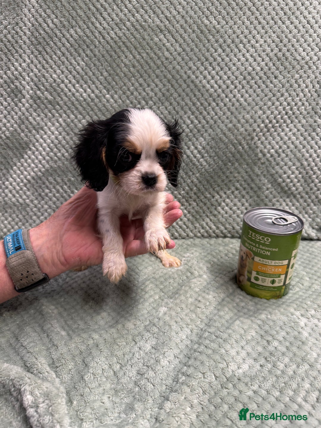 Cavalier King Charles Spaniel dogs for sale: Cavalier King Charles pups  - Image 8