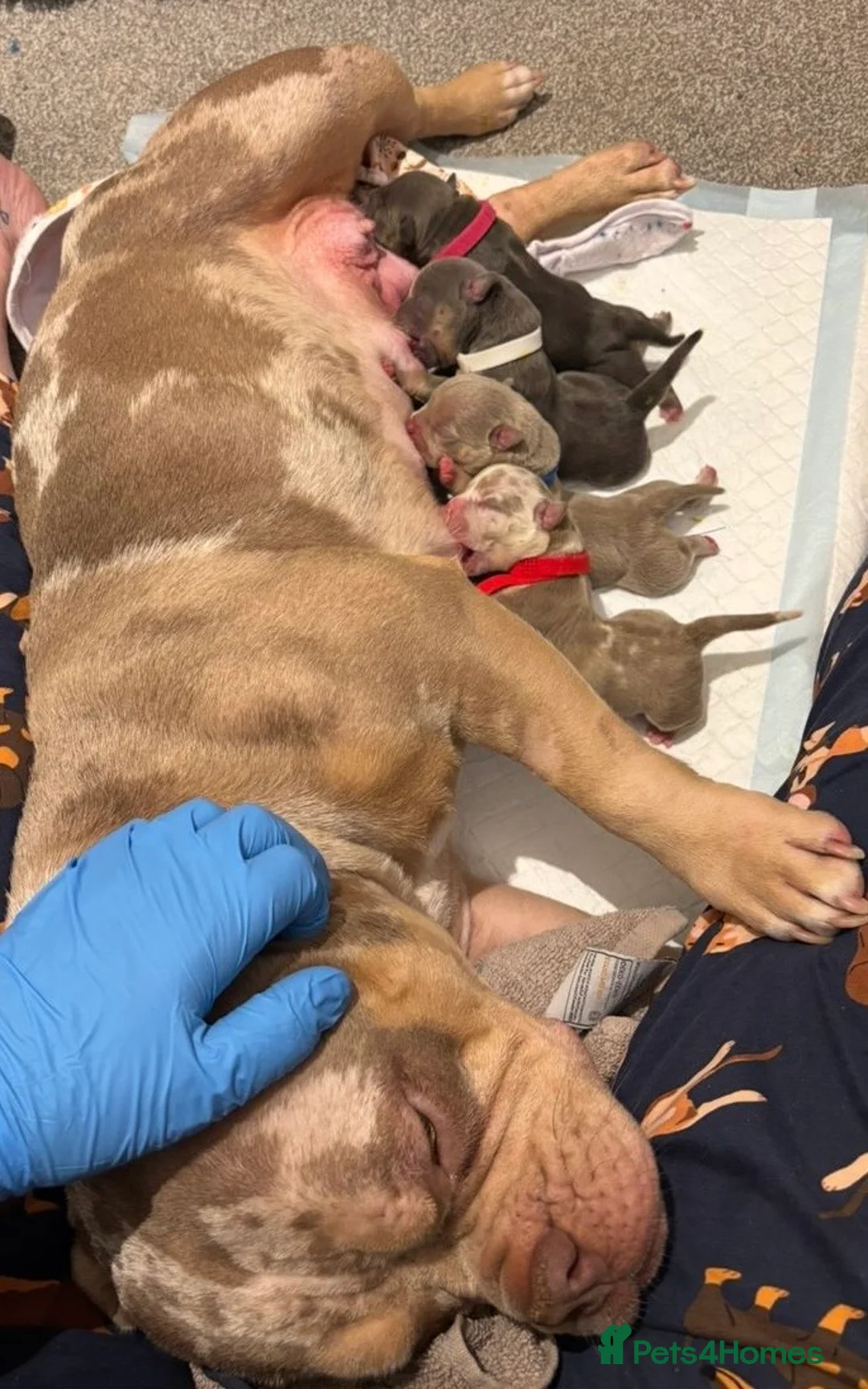 American Bully dogs for sale: Top Tier American Pocket Bullies for SALE!! - Advert 9