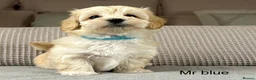 Maltipoo dogs for sale: A BEAUTIFUL ARRAY OF COLOURS AND LOVELINESS  - Advert 5